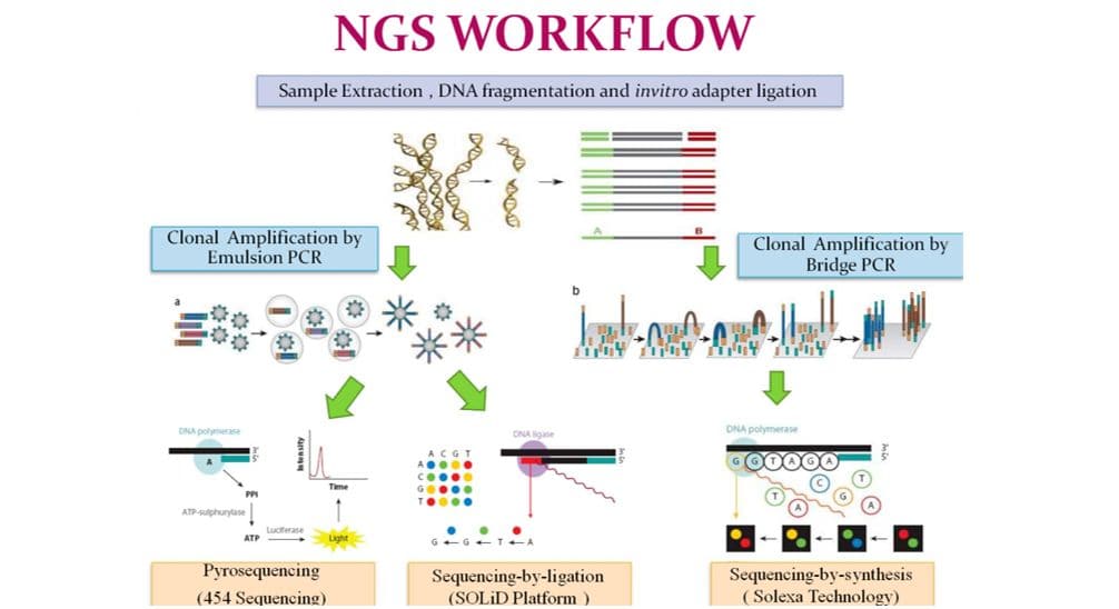 giai trinh tu NGS Apollo Biotek