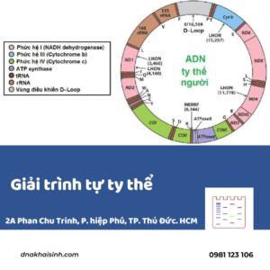 giai trinh tu ty the Apollo Biotek